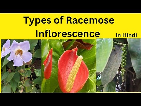 Types of Racemose Inflorescence|| Racemose Inflorescence characteristics and types.