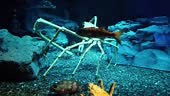 Giant spider crab walking on the seabed, including king crab, snow...
