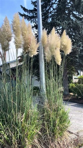 Stunning pampas grasses (Cortaderia selloana) #grasses #pampas #redsealvas #landscaper #garden