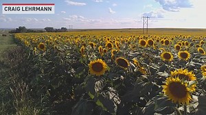 Beautiful sunflower field in North Dakota | The National Desk - TND