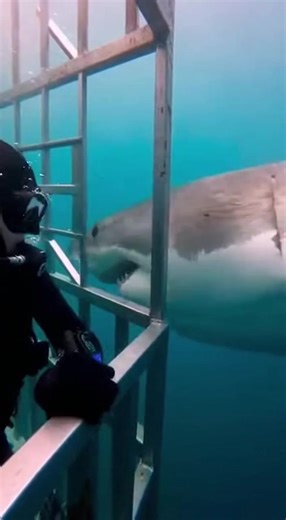 #sharkattack #oceanlife #scarymoment #wildlife #deepsea #viralvideo #trending #dangerzone #sealife #caughtoncamera #sharks #oceanadventure | Shark Attack Files