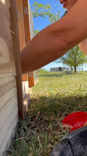 30K views · 473 reactions | I will put her to rest at dusk. She won’t have to suffer any longer. The internet is changing me. I normally would’ve culled this bird. I threw money & time at her, the result was the same. There’s reasons why people cull on first sight in poultry. Birds hid illness, if you see an off bird.. trust it’s very sick and can no longer hide.. by that point, it’s too hard to bring them back. | Texas Chicken Ranch of De Leon | Facebook