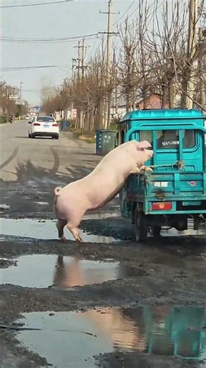 Pig Farmer Safely Loading Pigs into a Truck | Educational Purpose Only