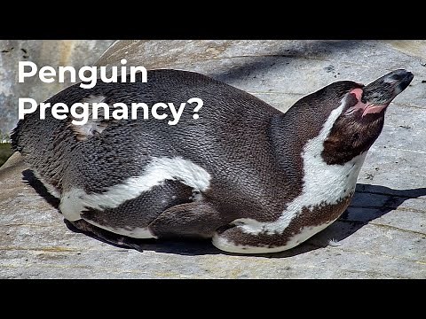 Do Penguins Give Birth Or Lay Eggs? | Zoolife Talk