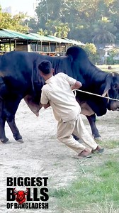 A magnificent black Brahman bull from Ak heritage & Co #reelsvideoシ #reelsfypシ #brahmancattle #animalphotography #cows #BlackBull #cowboy #animals #Magnificent #bull | Biggest Bulls Of Bangladesh