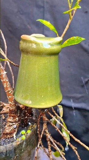Simple air layering technique 🌱 #airlayering #bonsai #Palnts #gardening