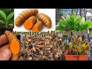 “Turmeric Harvest to Planting Guide | Grow Turmeric in New Zealand”