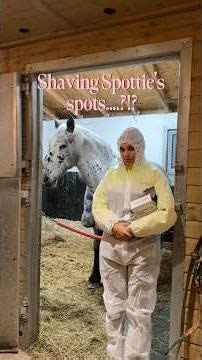 How to & why do we shave our horses bare…?!? #horse #howtocliphorses #clipping #clippinghorse #clip