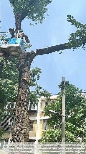 Trimming Tall Growth: How Workers Cut Tree Branches From a Crane Basket