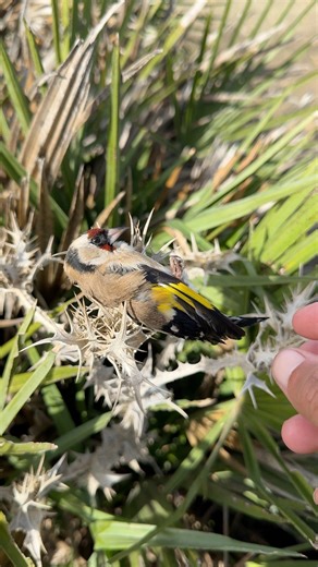 63K views · 531 reactions | Adorable striped bird 懶 #sound #bird | Birds Black | Facebook