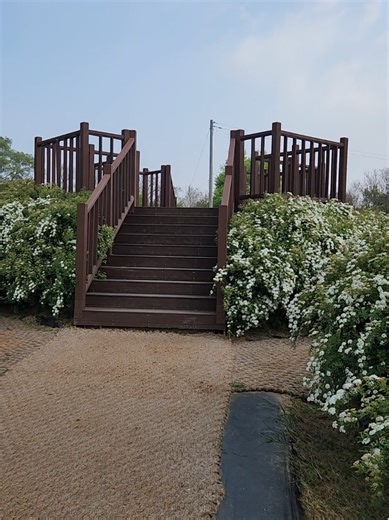 2026-5-1 전주수목원 공조팝나무 #공조팝나무 #전주 #전주수목원 #봄꽃명소