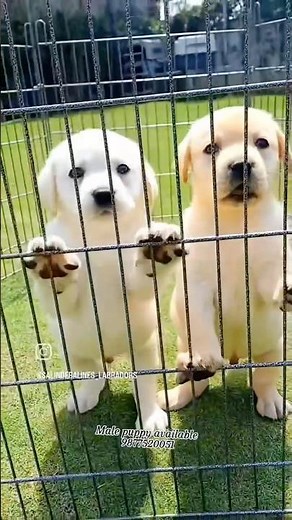 #BarkingPuppies #cutepuppies #DogShorts #ViralShorts #CuteAnimals