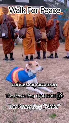 ချစ်ဖို့ကောင်းရော....သူလေးလည်း Aloka #walkforpeace #thepeacedog #alokathepeacedog #fyppppppppppppppppppppppp