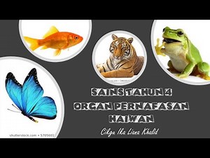 Organ Pernafasan Haiwan : Sains Tahun 4
