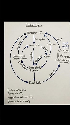 Carbon Cycle #science #chemistrybasics #physics #sciencestudent #neet #biology