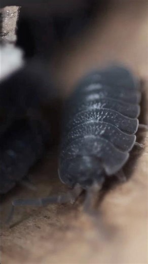 Did You Know Roly-Polies Drink Through Their Butts? 😲 #WeirdBugs #BugFacts #Shorts