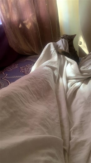 Daisy Blossoms: Adventures with My Grown-Up Cat