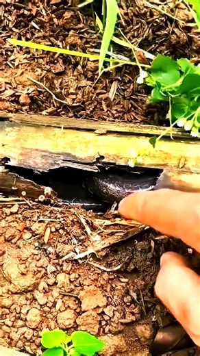 Shiv Gaura 🥰🕉️🙏 #youtubeshorts #art #shortsfeed #shivshakti #shivparvati