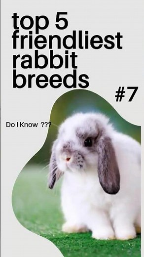 Friendliest Rabbit Breeds You’ll Love! ❤️ #BunnyLovers