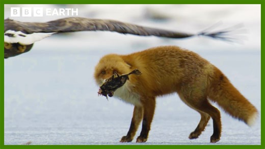 Can this fox avoid eagle attacks while trying to eat? 🦊🦅 A fisherman has discarded some of his catch, but opportunities like this don’t stay secret for long… If you think you've seen the best the natural world has to offer, think again 👀 #BBCEarthAsia – a spectacle like no other 🌏 Find out more ➡️ https://www.bbcearth.com/shows/asia | BBC Earth
