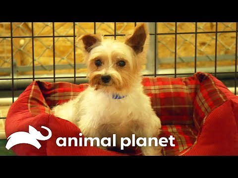 Dr. Jeff Helps Dogs at the National Mill Dog Rescue! | Dr. Jeff: Rocky Mountain Vet | Animal Planet