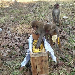 Monkey eat one crate banana || feeding hungry monkey | Feeding Animal