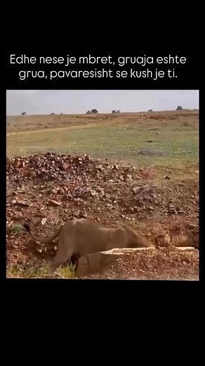 80K views · 513 reactions | Revista Femra Moderne on Reels | Facebook