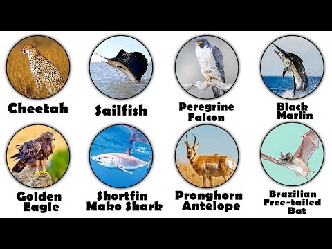 Every FASTEST Animal on Earth Explained in 16 Minutes