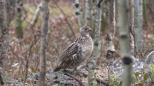 Sleepy Creek Wildlife Management Area is a gem for both birds and birders tucked in the mountains of West Virginia. Learn more about this place and current conservation efforts taking place in the area for birds like Ruffed Grouse: https://abcbirds.org/blog20/sleepy-creek-wildlife-management-area/ Video: Ruffed Grouse | American Bird Conservancy