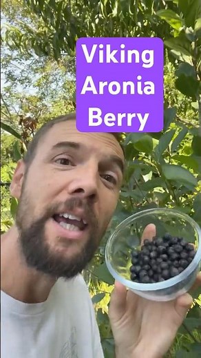 Plant spotlight: Viking Aronia berry 🫐