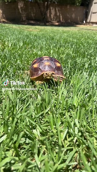 Sheldon's Friendly Hello Challenge