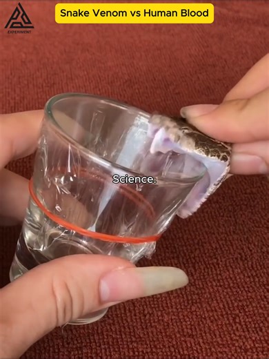 Snake Venom vs. Blood Under Microscope | Venom X Antigua