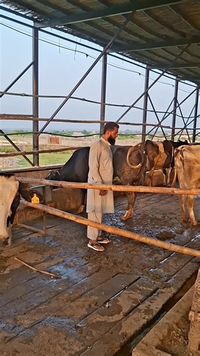 axis #diry #frm #farmlife #work #foryoupage