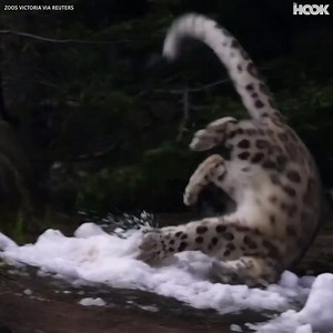 145K views · 11K reactions | This snow leopard reacting to fresh snow will make your day  | The Hook | Facebook