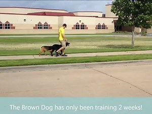 Tulsa Dog Obedience Training - 2 Dogs