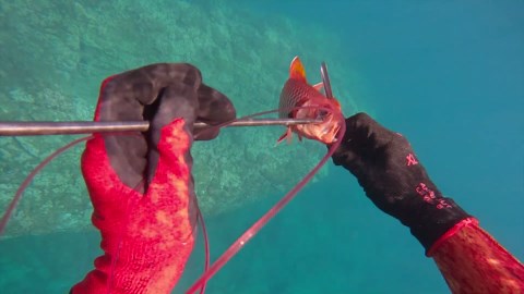 One shot. One giant fish. Then something started circling behind her.