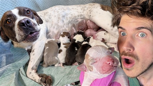 Dog Rescued From The Streets Gives Birth In My House To Puppies! | Joey Graceffa