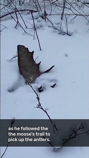 Rare Footage Of Moose Shedding Antlers