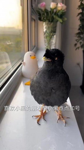 Amazing! Myna so talented 😍✨ #pet #reelsfb #breakbird #birdssotalented #birdsarefine #birdsspeak #birdsbecometheessence #會說話的鳥 #birdsofinstagram #birding #commonhillmyna #love #birdwatching #singbird #talkingbird #birds | Daily Birds