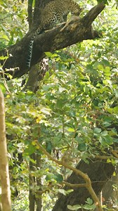 42K views · 821 reactions | In the land of the tiger, every animal...