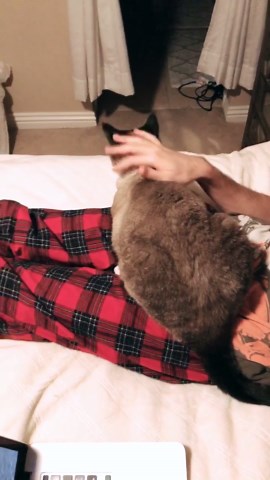 Adorable Puppies Receive Loving Pets from Caring Human