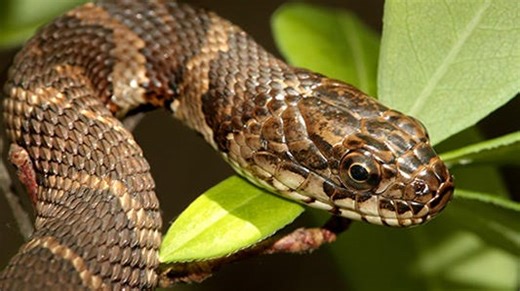 Michigan's cold-blooded residents. 5 snakes you may see slither past this spring