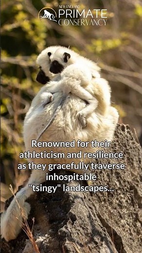 Von Der Denken's Sifakas in 34 seconds—Artfully traverse inhospitable landscapes