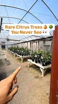 Rare Citrus Trees You Never See for Sale #citrus #growyourownfood #fruittree #growyourownfood