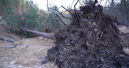 Why the December windstorm caused such widespread damage