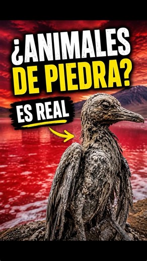 El lago que convierte animales en "piedra"