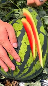 ASMR eating watermelon straight from the garden, very fresh, sweet and natural #watermelon #sweet #juicy #crunch #fresh #satisfying #asmr | Aji Gunawan