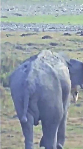 Elephant vs Tiger: Who Wins the Ultimate Jungle Battle?