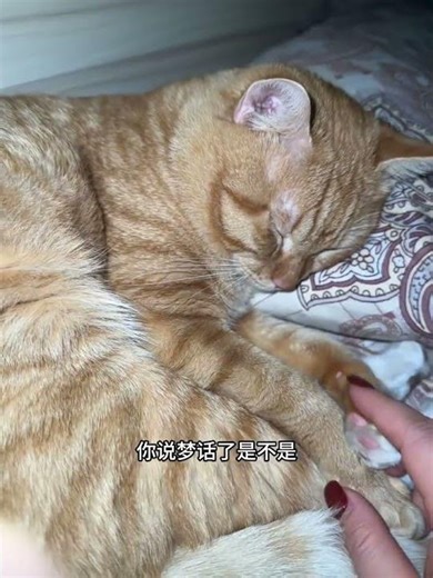 Cute Kitten Adventure: A Tale of Two Felines