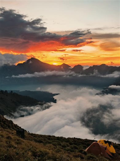 #foryou #viral #trending #fyp #bird #solo #sunset #beach #dogs #city